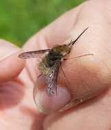 Image of Bombylius medius Linnaeus 1758