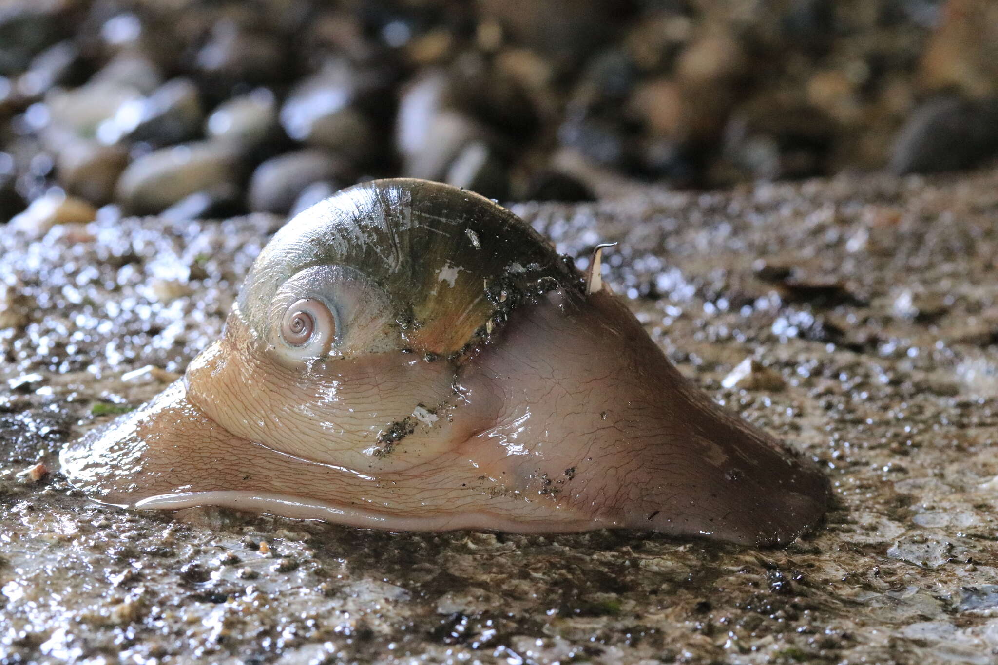 Image of Lewis' moonsnail