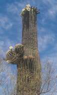 Image of saguaro