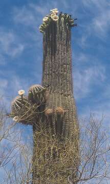 Image of saguaro