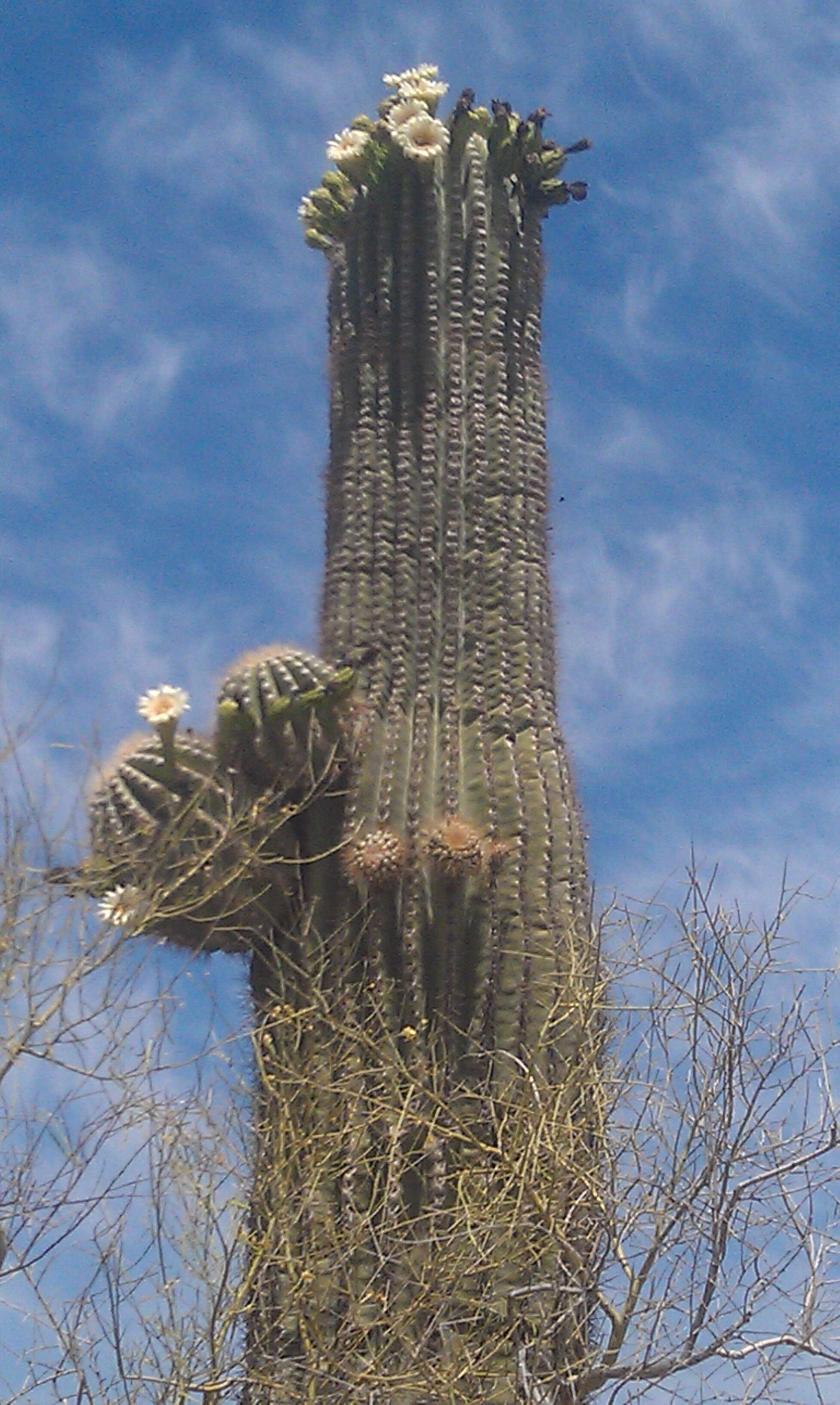 Image of saguaro