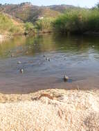 Image of Balkan pond turtle