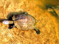 Image of Balkan pond turtle