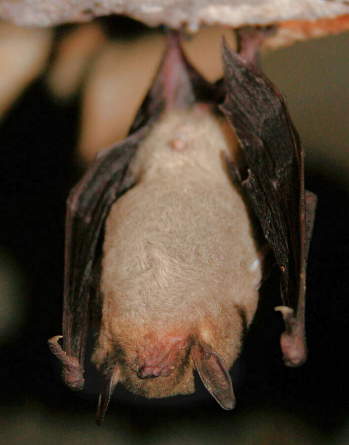 Image of Gray Myotis