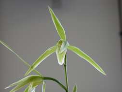 Image of Cold-growing Cymbidium