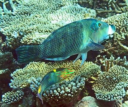 Image of Blackedge thicklip wrasse