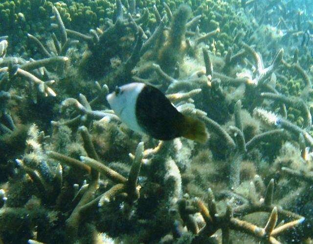 Image of Blackedge thicklip wrasse