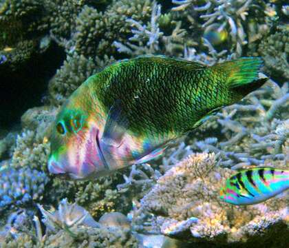 Imagem de Hemigymnus melapterus (Bloch 1791)