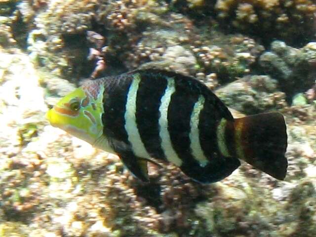 Imagem de Hemigymnus fasciatus (Bloch 1792)