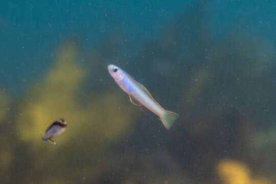 Image of Lyre-tail dart goby