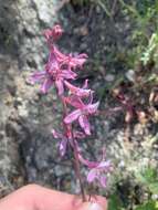 Image of Kern County larkspur