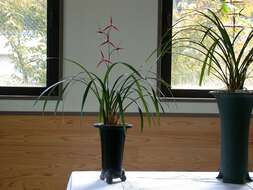 Image of Cold-growing Cymbidium