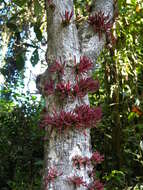 Image de Baccaurea courtallensis (Wight) Müll. Arg.