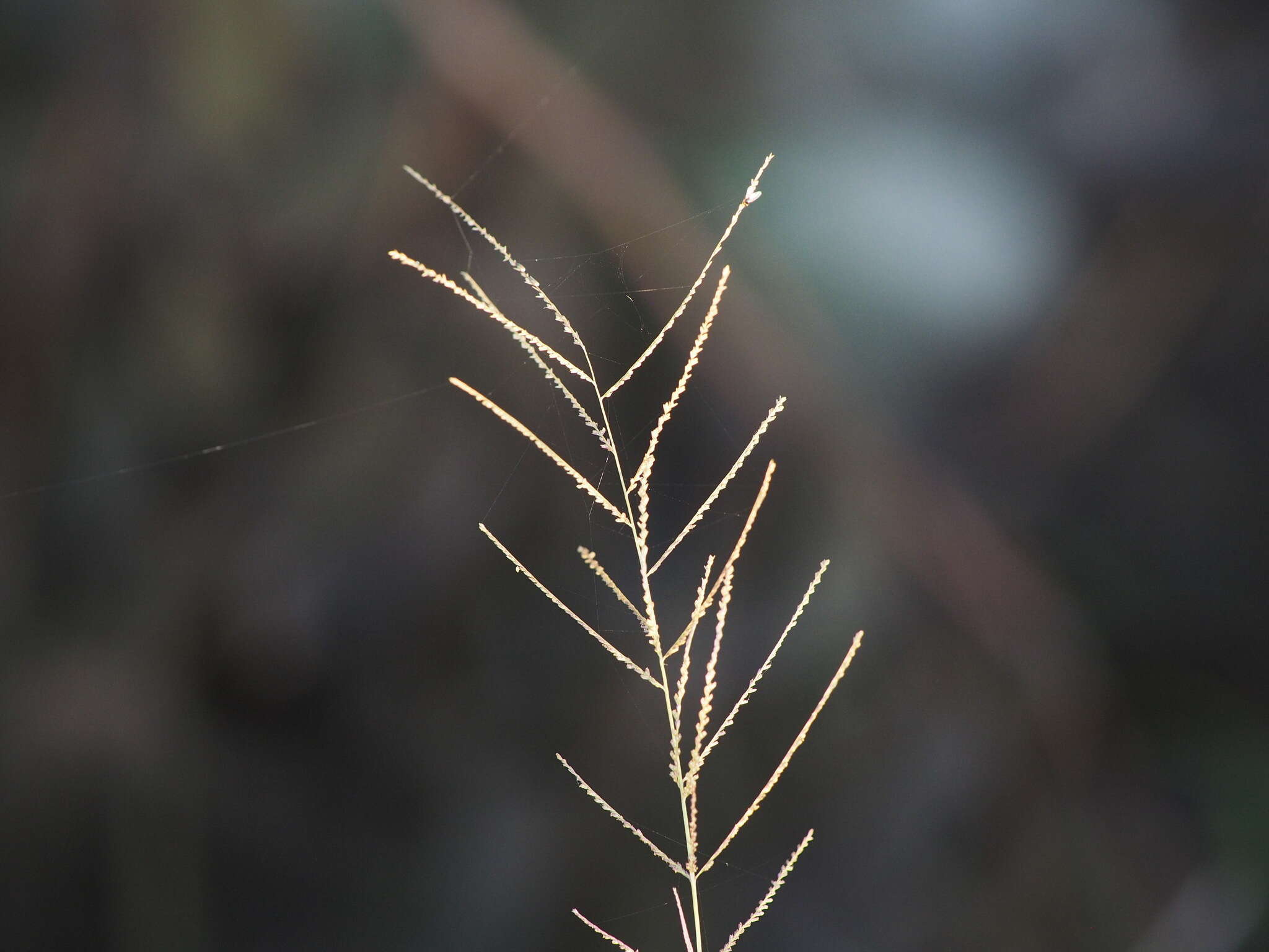 Image of Needle Viper Grass