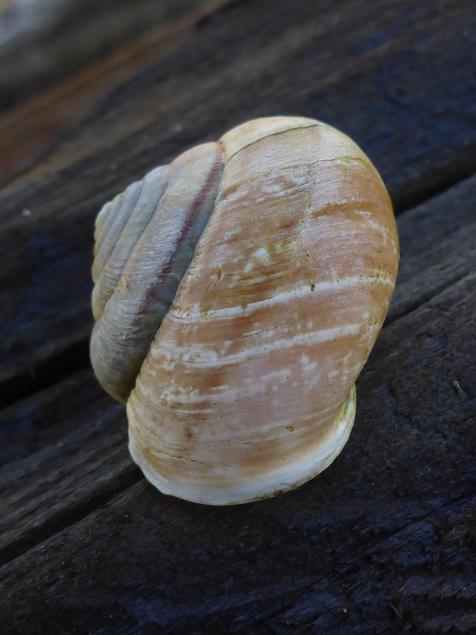 Image of <i>Helminthoglypta arrosa marinensis</i> Pilsbry 1926