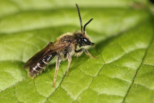 Andrena banksi Malloch 1917 resmi