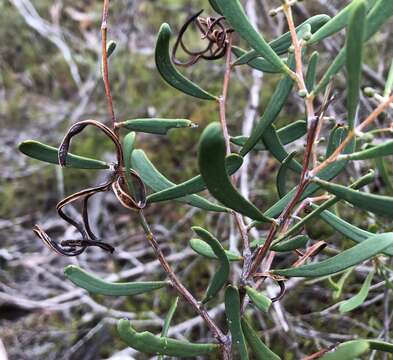 Image of Acacia farinosa Lindl.