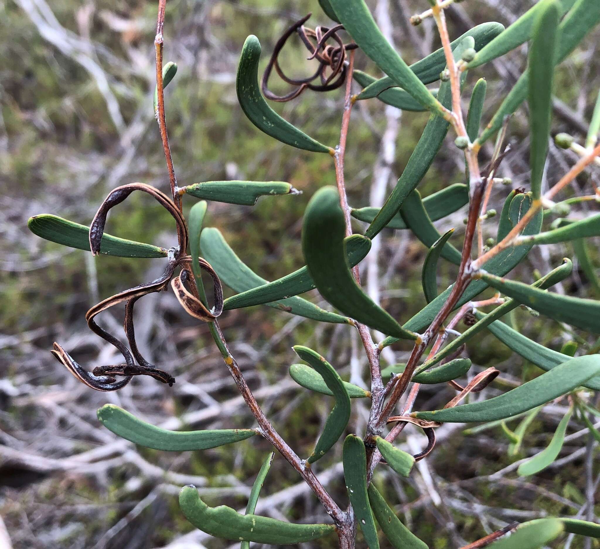 Image of Acacia farinosa Lindl.