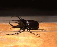 Image of Rhinoceros beetle