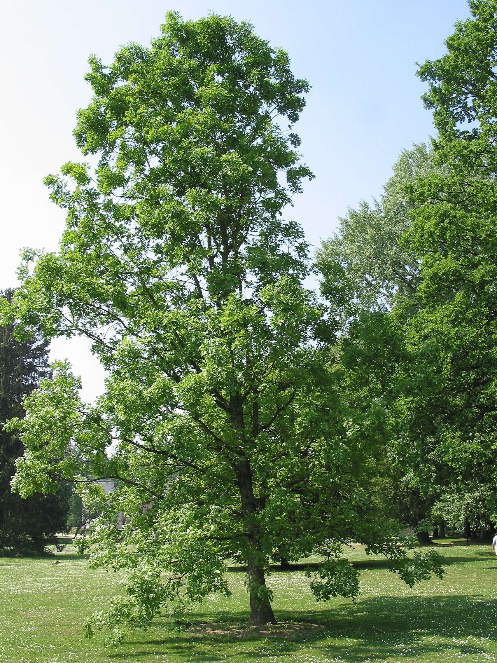 Image of Bur Oak