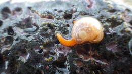 Imagem de Gymnodoris okinawae Baba 1936