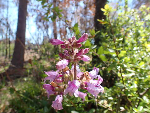 Image of Santa Cruz Mountains beardtongue