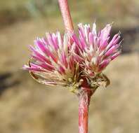 Image of Gomphrena flaccida R. Br.