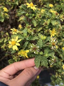 Image of Lecocarpus darwinii H. Adsersen