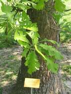 Image of Bur Oak