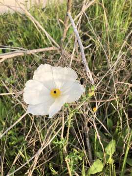 Image of Texas pricklypoppy