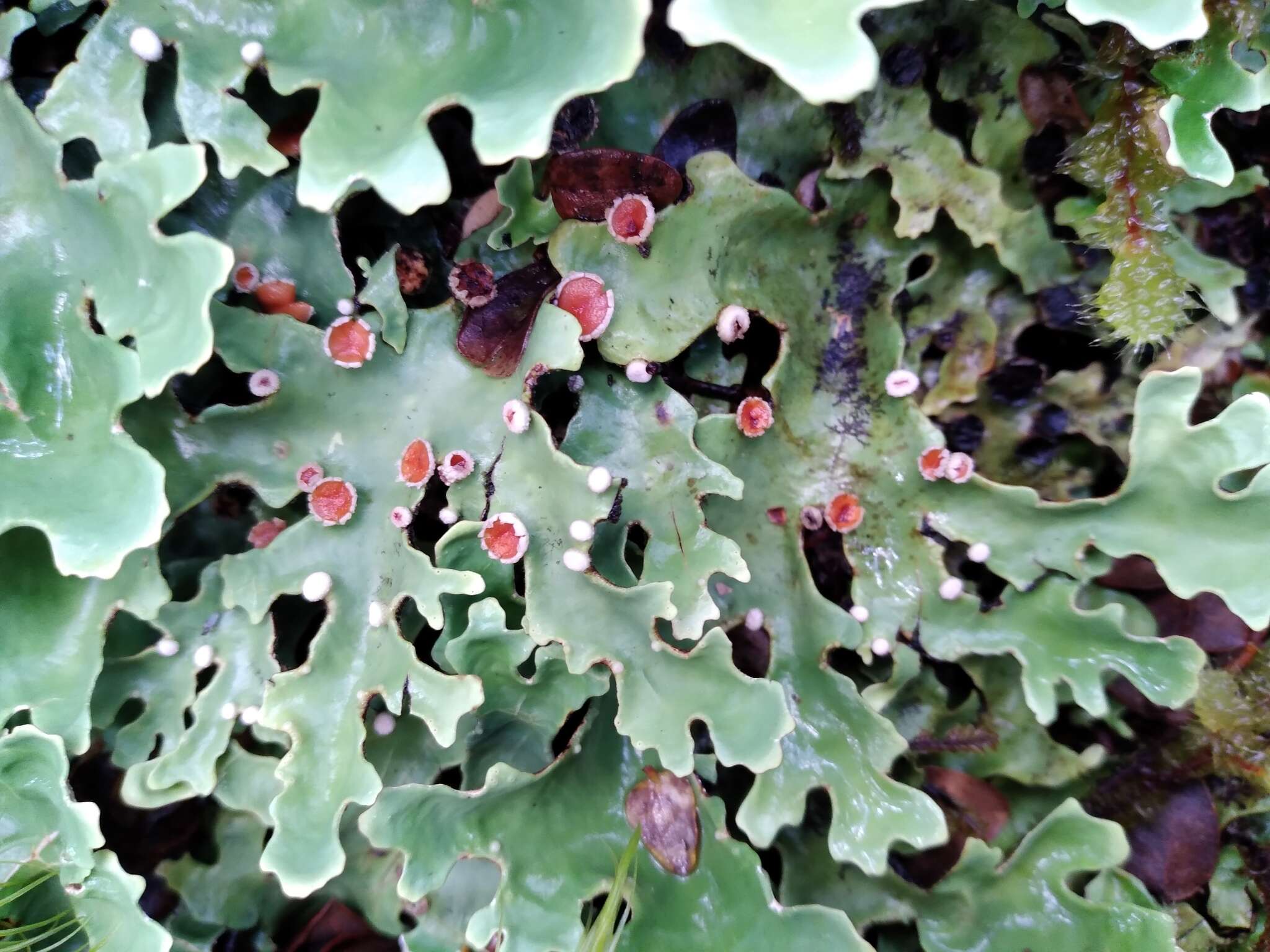 Image of Pseudocyphellaria homeophylla (Nyl.) Dodge