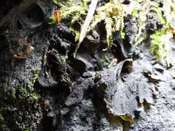 Image of jelly lichen