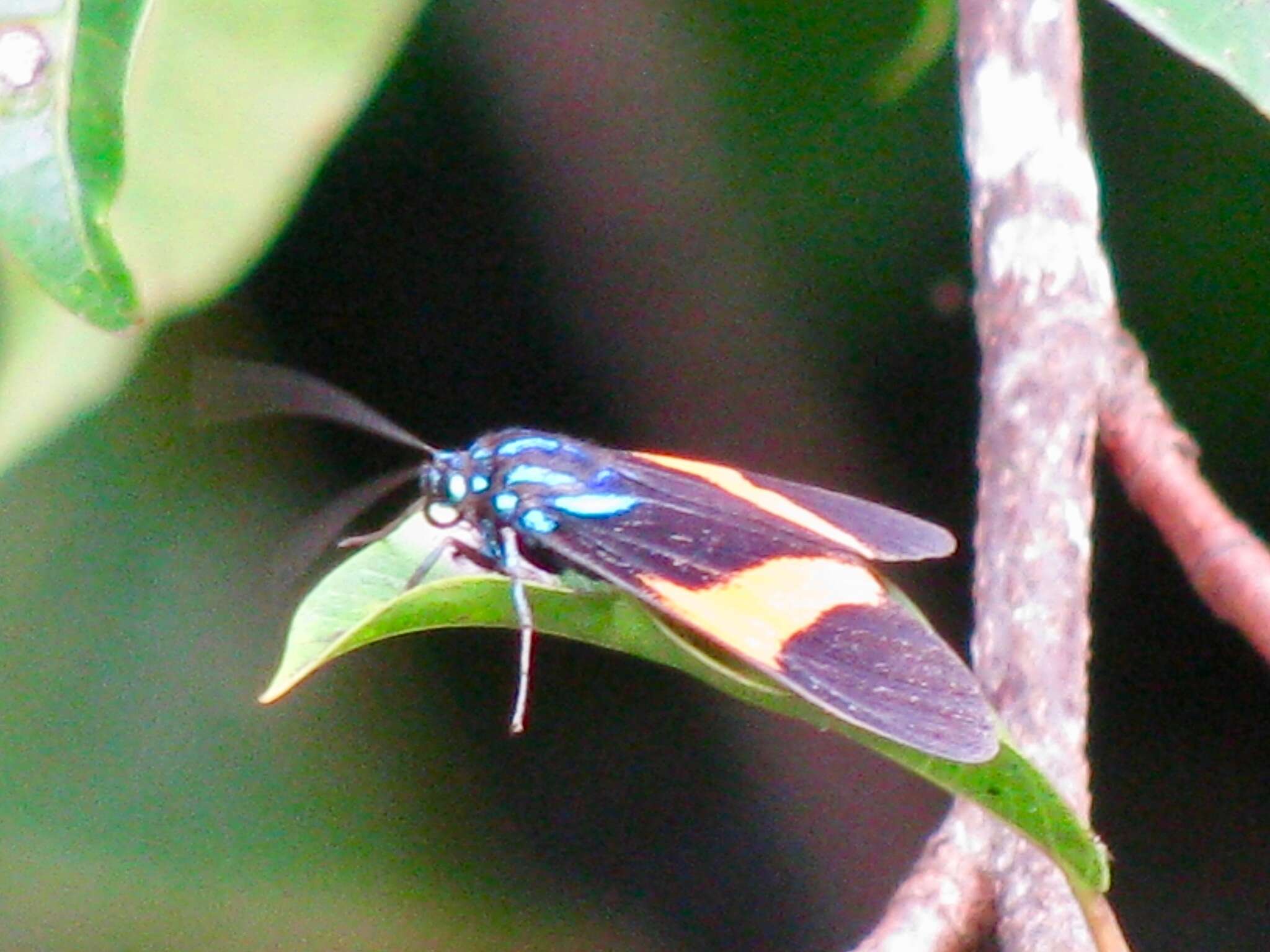 Image of Cyanopepla panamensis Druce 1884