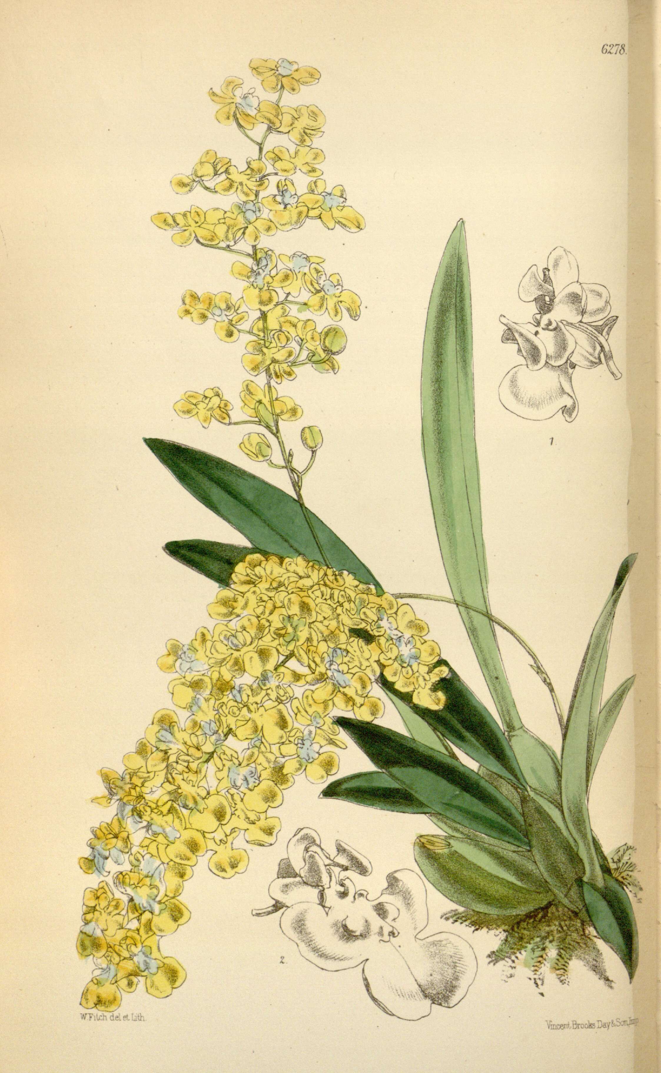 Image of Oncidium cheirophorum Rchb. fil.