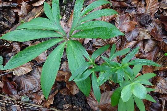 Image of Helleborus viridis subsp. occidentalis (Reuter) Schifner