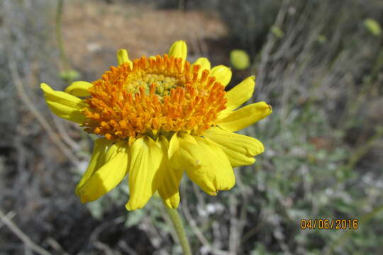 Image of Acton's brittlebush