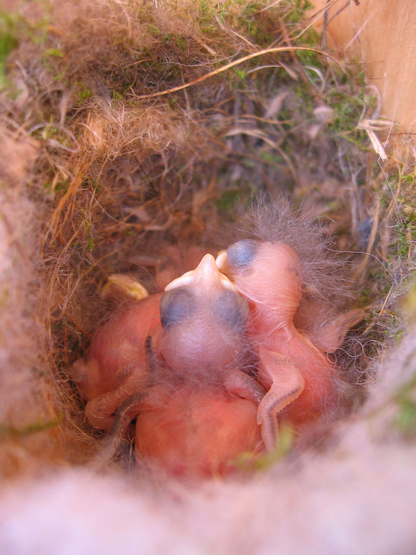 Image of chickadees and titmice