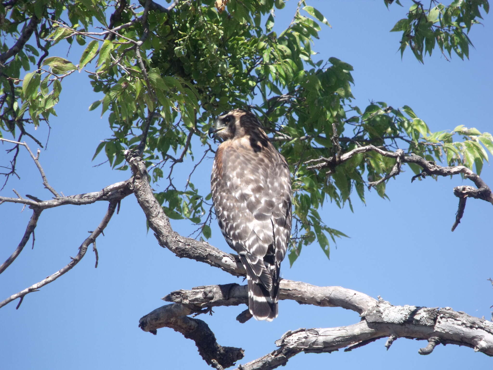 Image of Red-shouldered Hawk