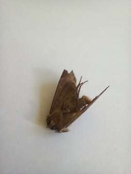 Image of Pale shining brown moth