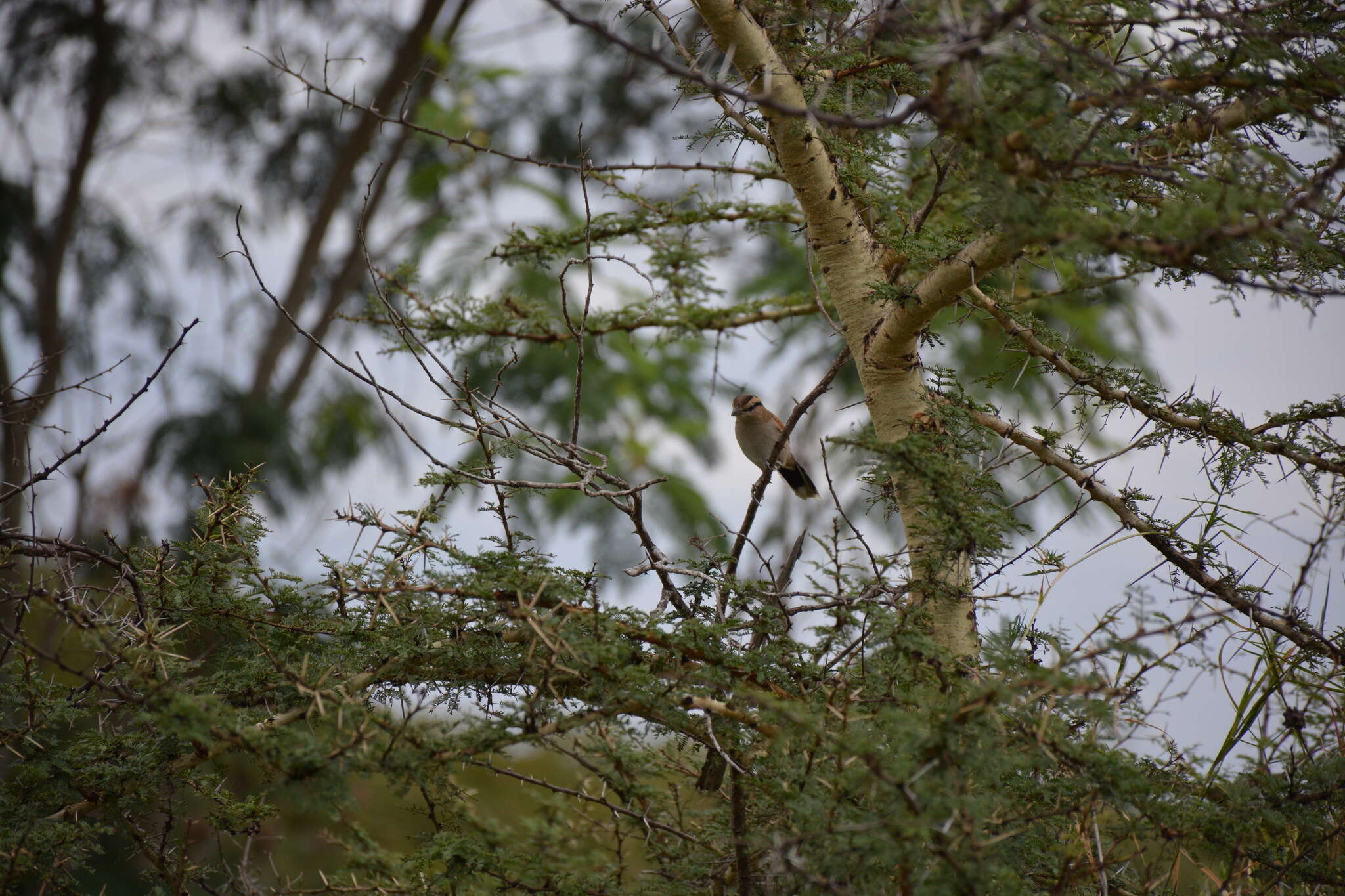 Image of Brown-crowned Tchagra