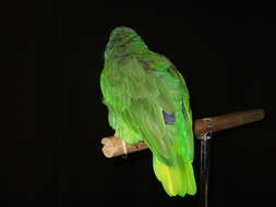 Image of Yellow-crowned Parrot, Yellow-crowned Amazon