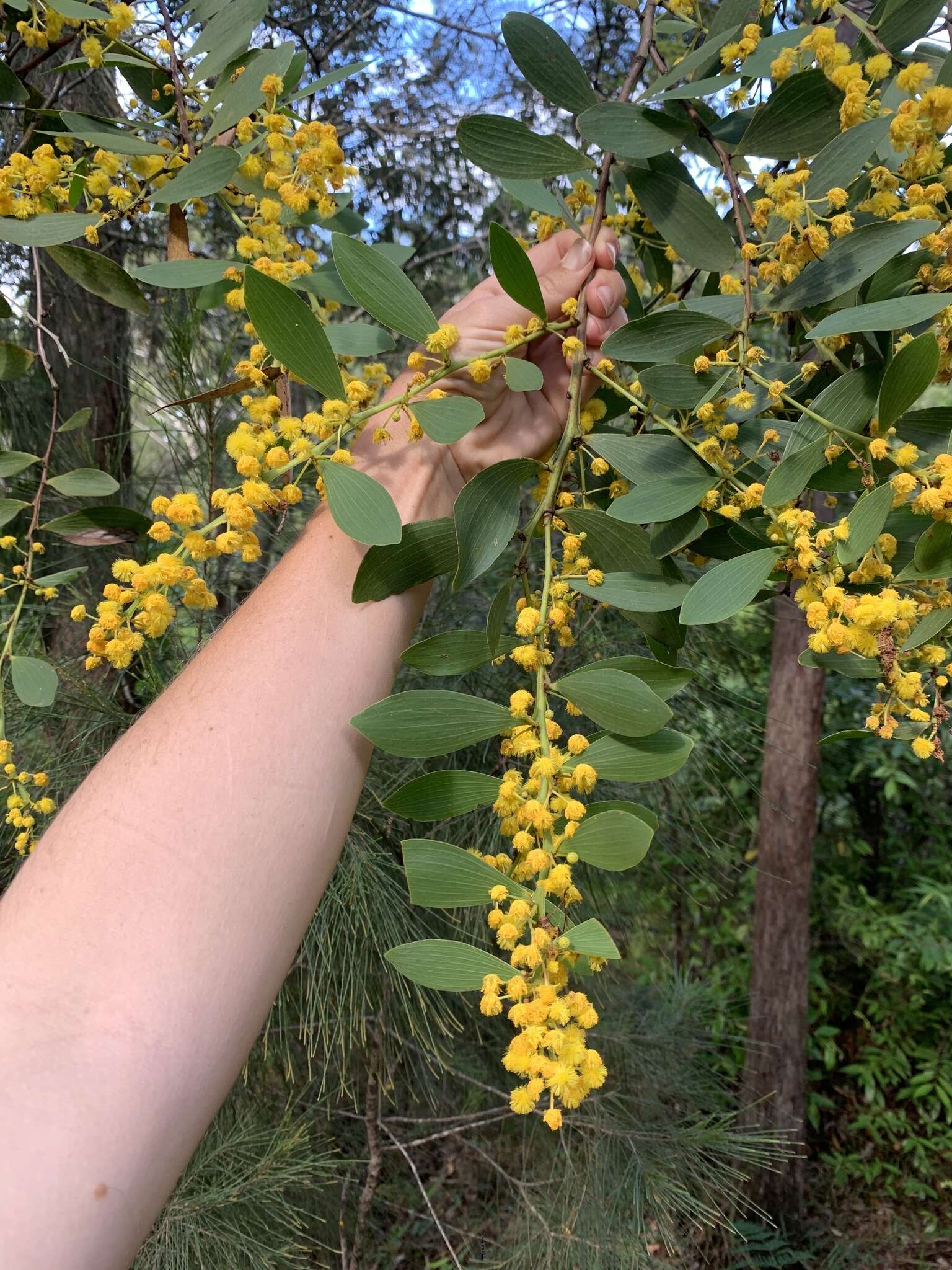 Image of Acacia complanata A. Cunn. ex Benth.