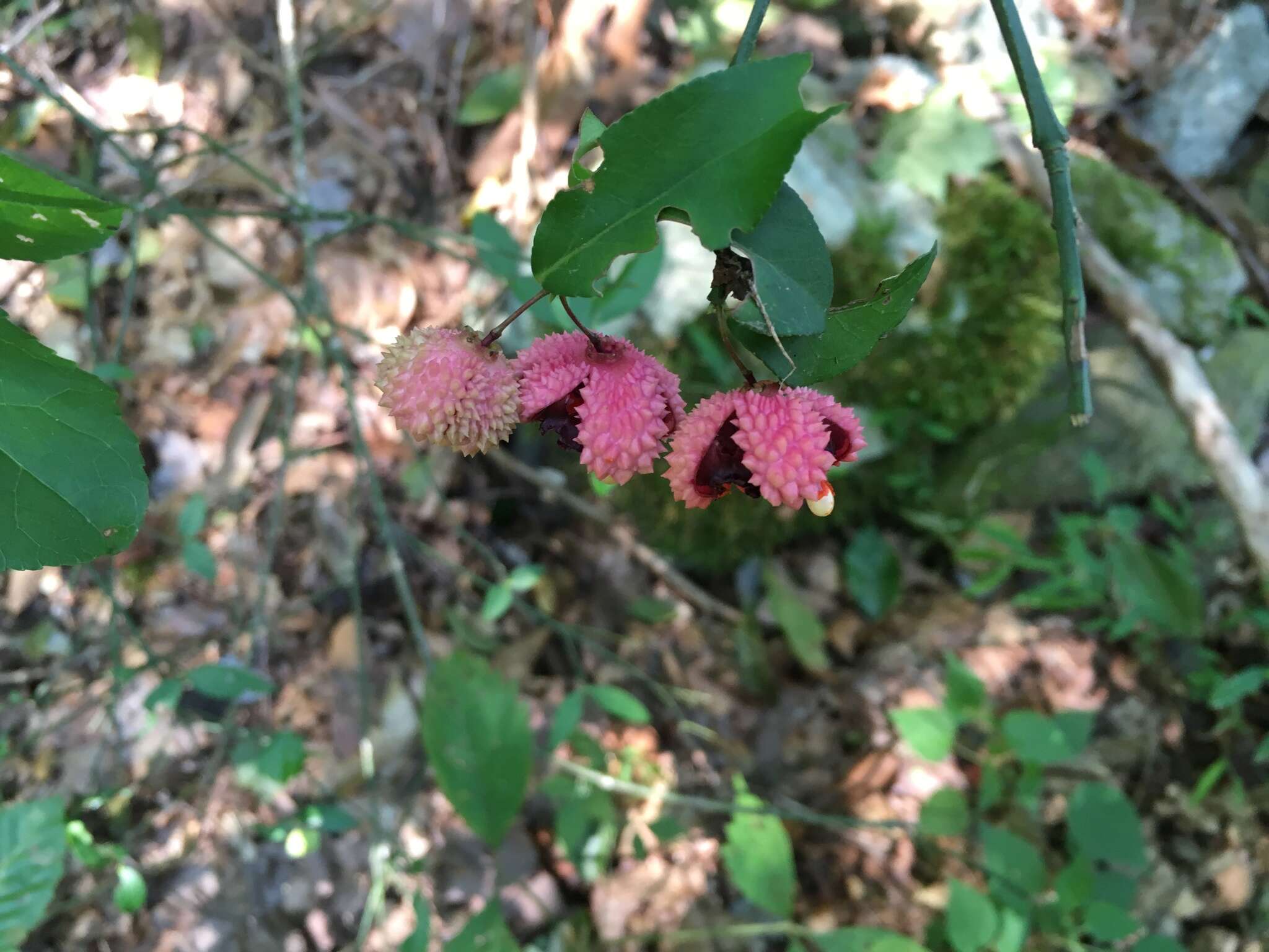 Euonymus americanus L. resmi