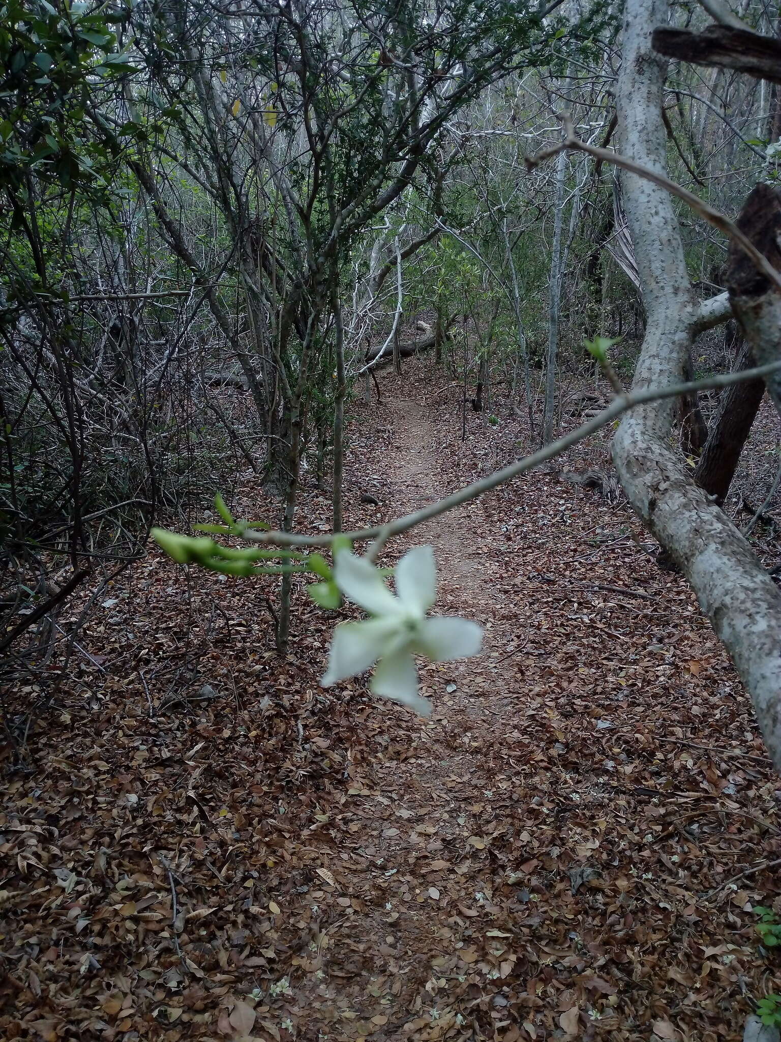 Plancia ëd Tabernaemontana amygdalifolia Jacq.