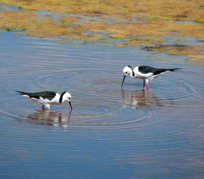 Image of Pied Stilt