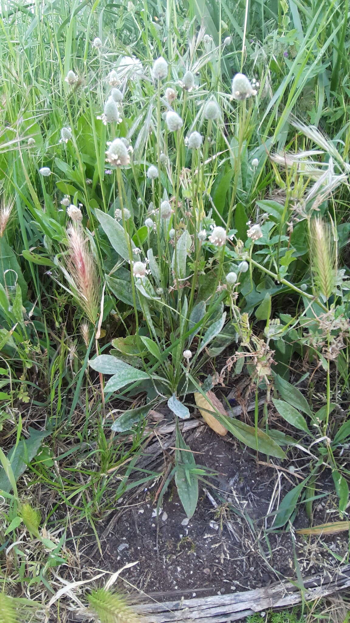 Plancia ëd Plantago lagopus L.