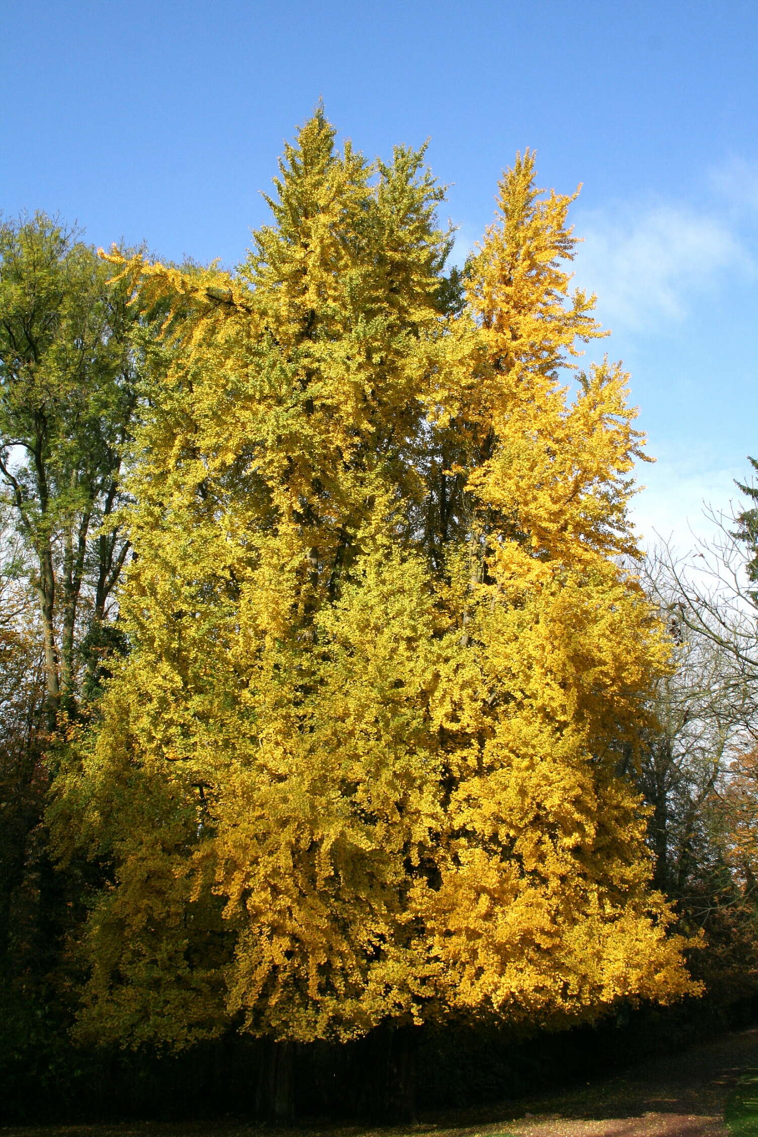 Image of Ginkgoopsida