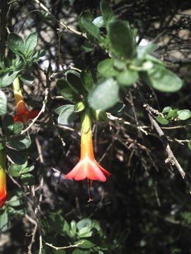 Image of <i>Cantua buxifolia</i> Jussieu ex Lamarck