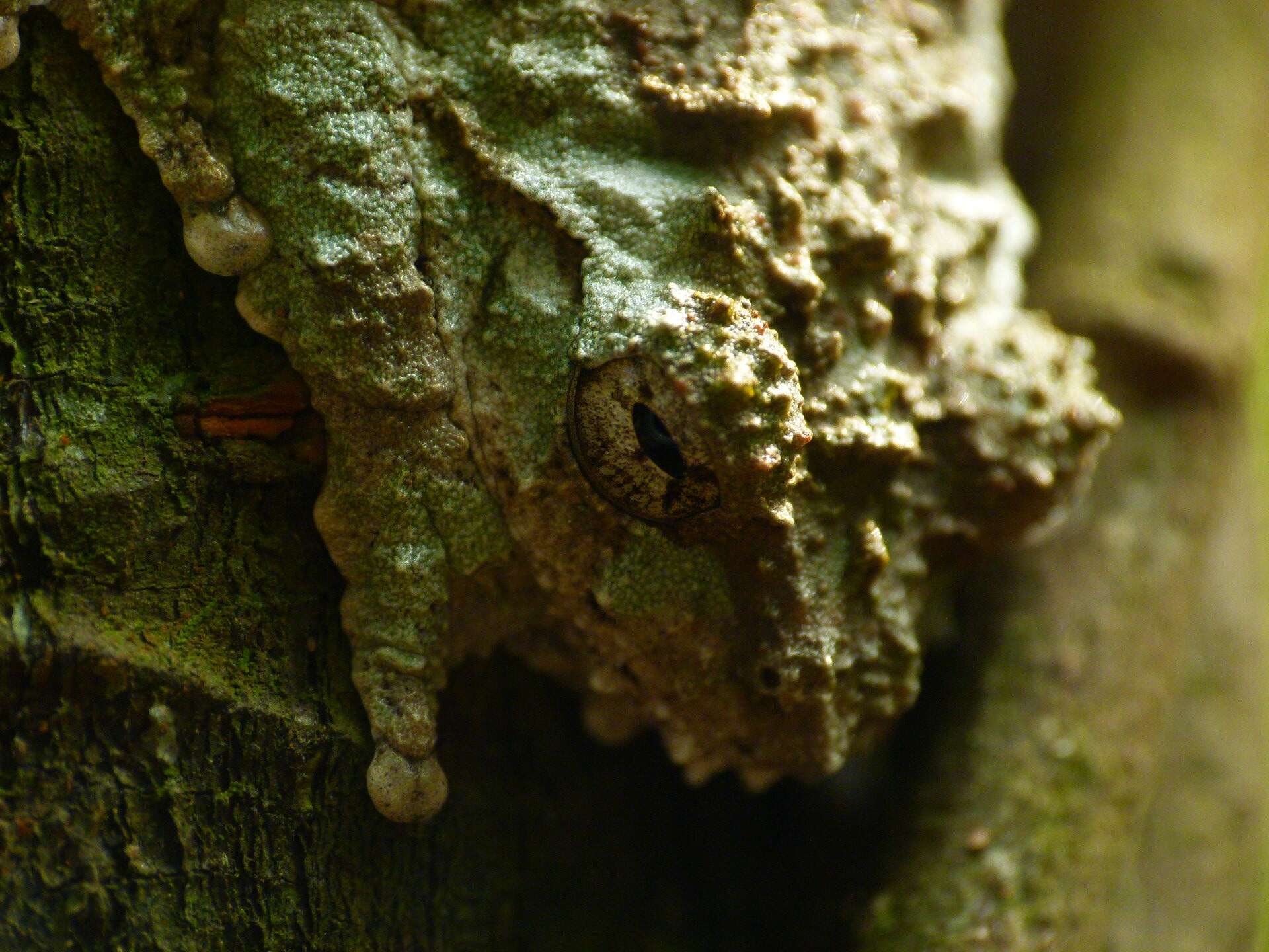 Image of Raorchestes nerostagona (Biju & Bossuyt 2005)