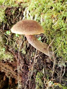 Image of Aureoboletus mirabilis (Murrill) Halling 2015